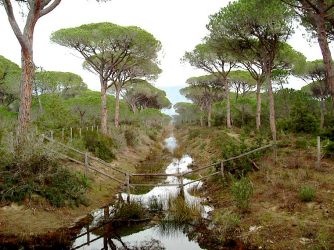 Maremma marshes